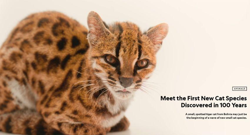 Rare New Cat Species Found in Bolivia’s Forests